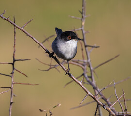 Out on a morning photo hunt, observing stonechats, warblers, chiffchaffs, goldfinches...
