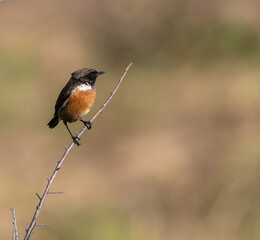Out on a morning photo hunt, observing stonechats, warblers, chiffchaffs, goldfinches...