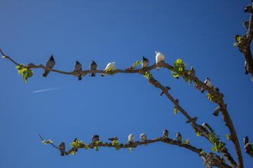Group of Pigeons and Doves Perched on a Tree Branch against a Clear Blue Sky. Avian Animals on a Plant.