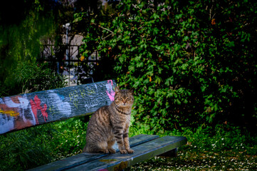 Grecja, Ateny. Kot odpoczywający  na ławce w parku otaczającym Wzg&oacute;rze Akropolu