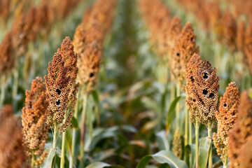 Millet plants (Panicum miliaceum) with ripe seeds, some eaten by birds, viewed from several meters away, ultra-realistic textures, cinematic ambient light, shallow depth of field, soft bokeh, rows of 