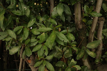 green leaves on the wall