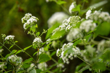Wild flowers in the forest