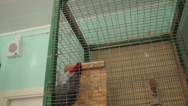 Grey parrot Psittacus erithacus, Congo grey parrot, is African parrot in family Psittacidae, kept as companion parrot, prized for its ability to mimic human speech, which makes it popular avian pets