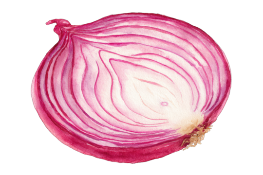 Watercolor sectioned red onion