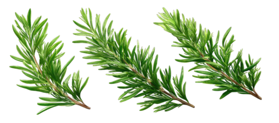 Fresh rosemary sprigs, detailed and vibrant green sprigs of rosemary, displayed as isolated elements against a black background