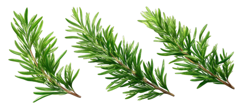 Fresh rosemary sprigs, detailed and vibrant green sprigs of rosemary, displayed as isolated elements against a black background