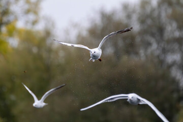 Seagull in flight with water droplets, dynamic bird photography in nature