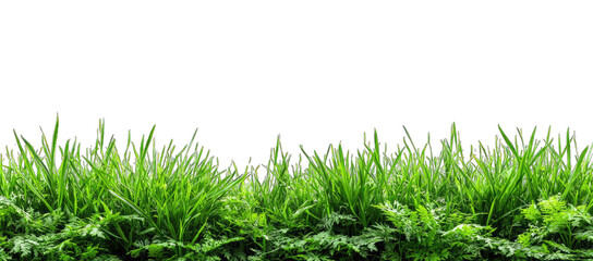 Fototapeta premium Lush green grass field against a black background (1)