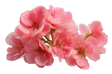 Close-up of a cluster of pale pink flowers, soft petals