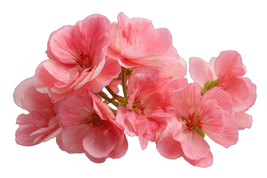 Close-up of a cluster of pale pink flowers, soft petals - Powered by Adobe