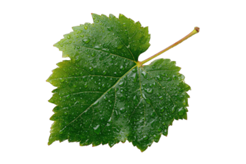 Close-up of a vibrant green grape leaf, covered in water droplets