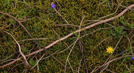 Closeup of mossy ground with twigs and small purple and yellow flowers