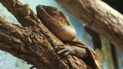 Lagarto de Australia
