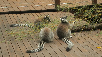 Obraz premium Grupo de Lemures