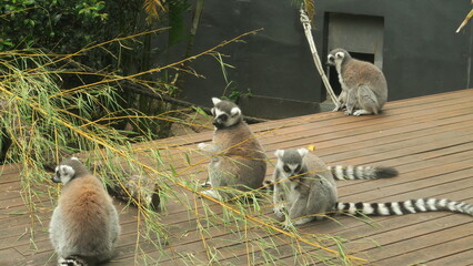 Obraz premium Grupo de Lemures