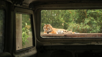 Tigre de Sumatra © Jesus