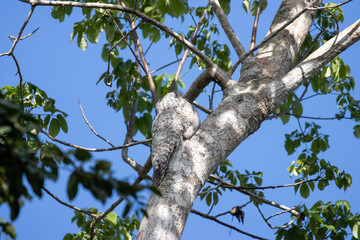 Nyctibius grandis