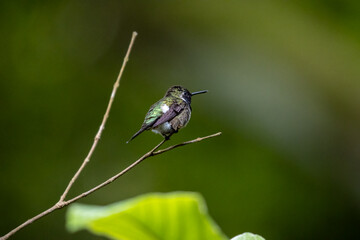 Calliphlox amethystina