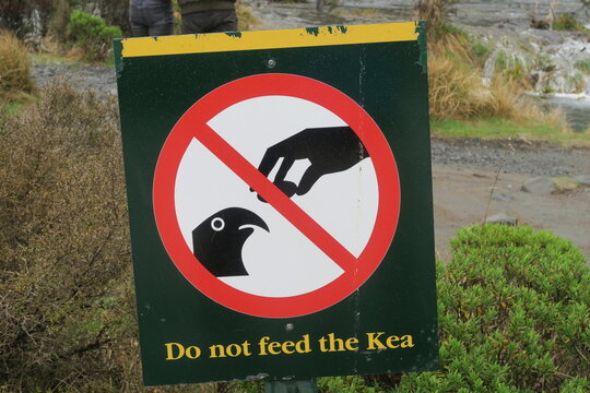 Prohibido alimentar al Kea