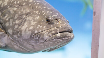 Close-up of a spotted fish in an aquarium tank with blue background