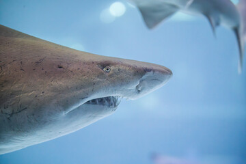Naklejka premium Shark close-up swims through clear blue water, showing its teeth