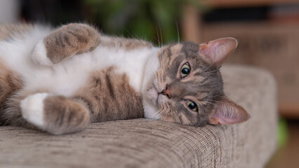 Cat lounging on sofa, gazing at camera in cozy living room