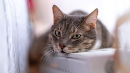 Cat resting on a white surface, looking toward the camera