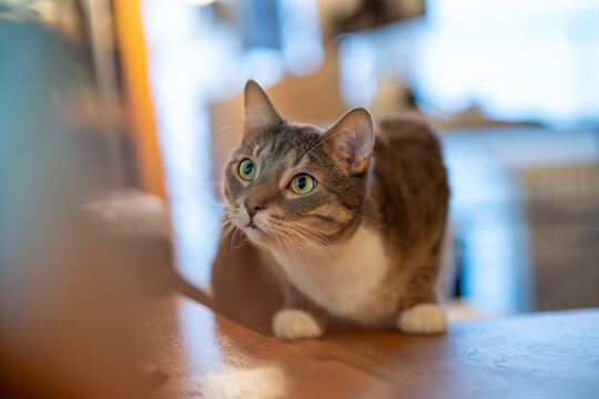 Cat on a wooden table gazes curiously into the distance