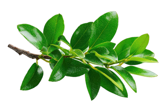 Close-up of a vibrant green leafy branch