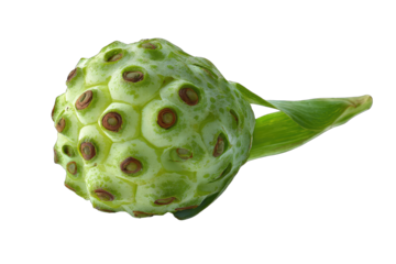 Close-up of a light green, bumpy fruit,  with a stem