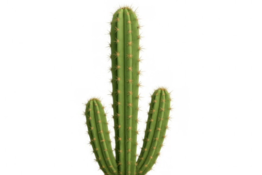 Cactus plant with vertical ribbed stems, small thorns, and two branching pieces, isolated for versatile design