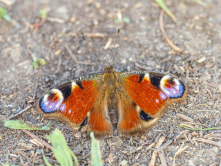 Peacock butterfly on the ground among the grass