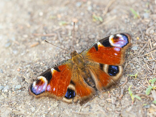 Peacock butterfly on the ground among the grass