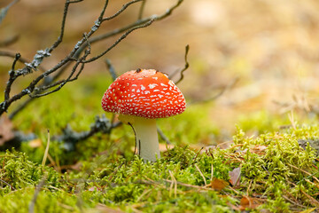 fly agaric mushroom