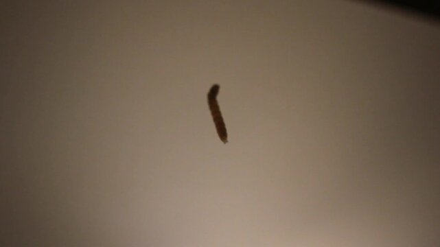 caterpillar hanging by a thread