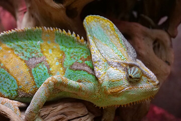 Fototapeta premium Beautiful chameleon. Known for their ability to change body color