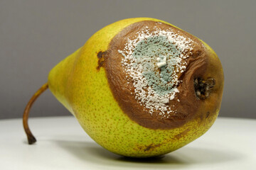 Rotting fruits. Over ripe and rotten pear, covered with mold and fungus