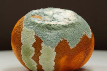 Overripe and rotten mandarin. Rotten tangerine covered with mold