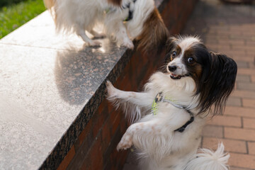 Papillon Dog in Summer Light
