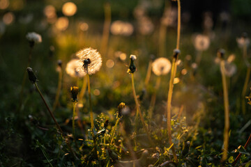 Dandelions in Warm Sunset Light