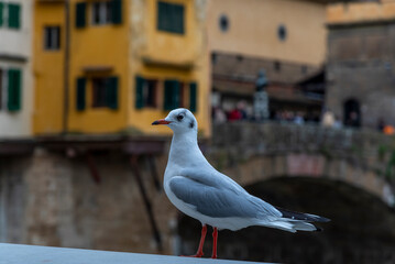 Viaggio a Firenze con visita alle meraviglie artistiche storiche architettoniche della citt&agrave; toscana