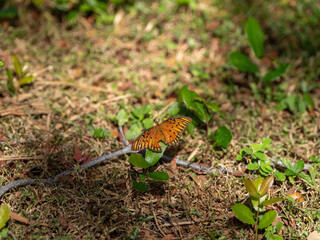 An orange butterfly with a broken wing but still flys