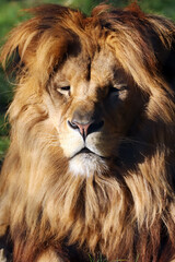 Gros plan sur le lion paisible