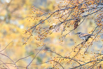 秋の森のツグミ