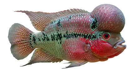 Vibrant Flowerhorn Cichlid Fish with Nuchal Hump on Black Background