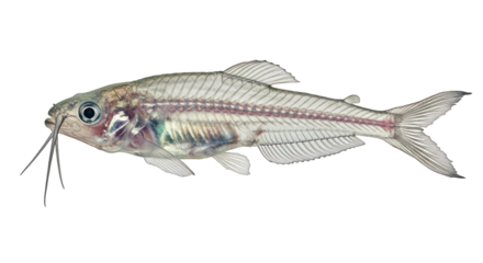Close up of a Transparent Glass Catfish Showing Intricate Internal Anatomy