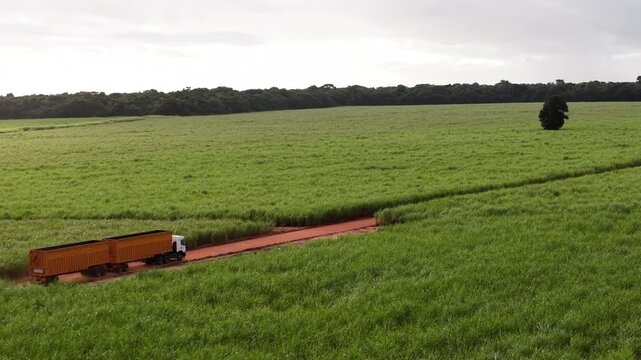 Caminh&atilde;o em uma planta&ccedil;&atilde;o de cana de a&ccedil;ucar.