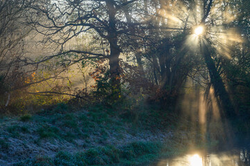 Fototapeta premium sunrise in the forest