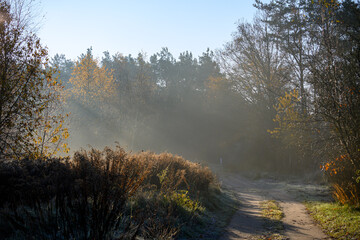 misty morning in the forest
